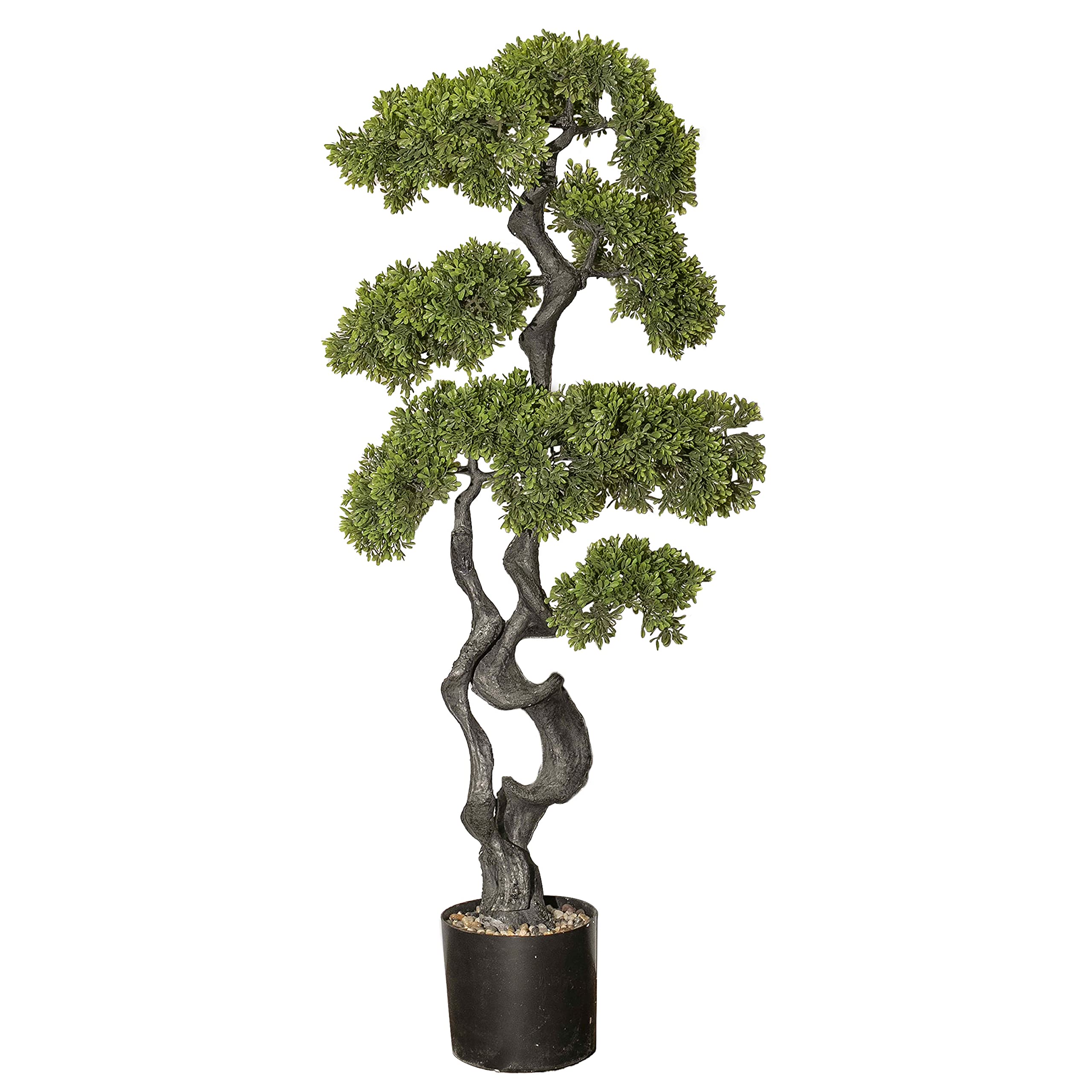 盆栽 jolly Birodo Japanese Cedar - Live Bonsai Starter, 4” Grower's Pot